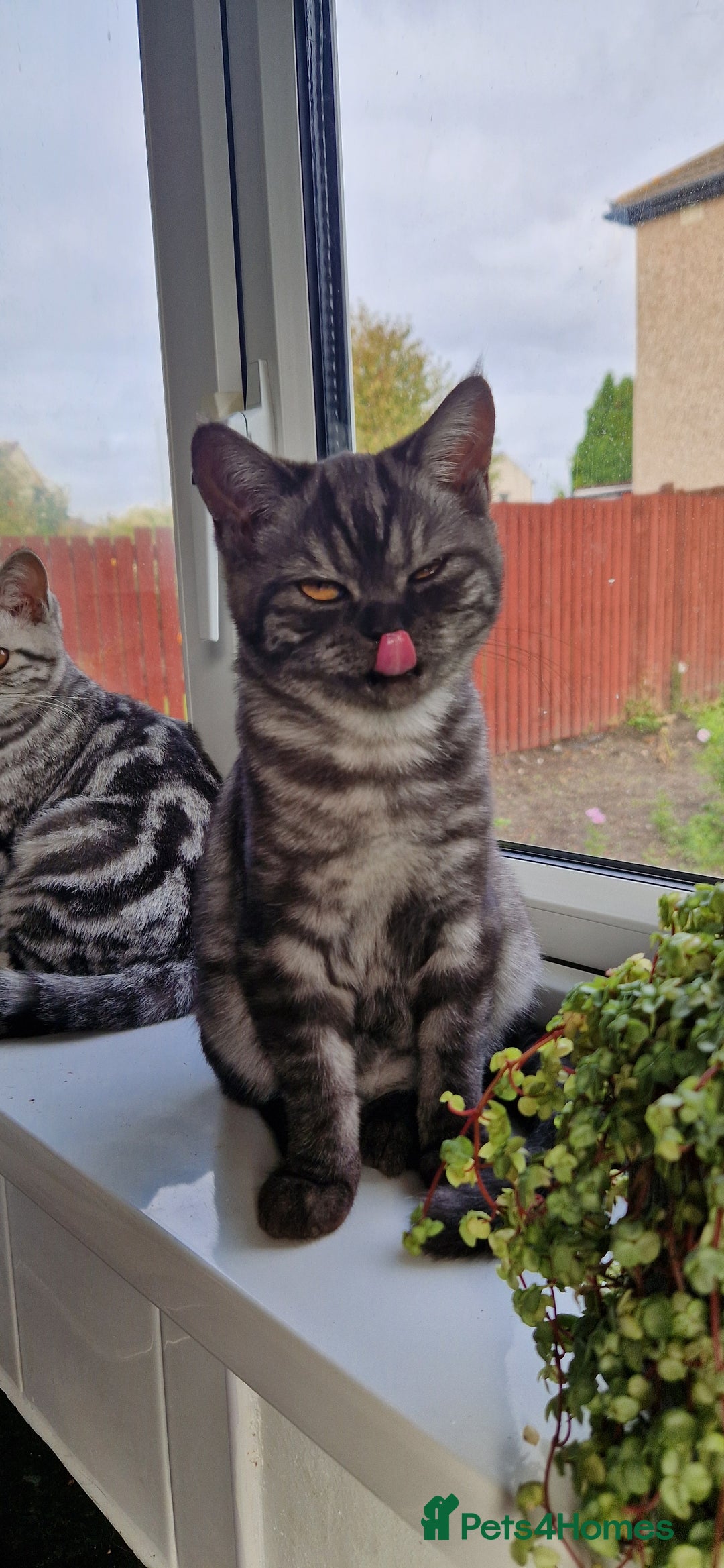 British Shorthair cats for sale: Lovely  British short hair kittens  - Image 26