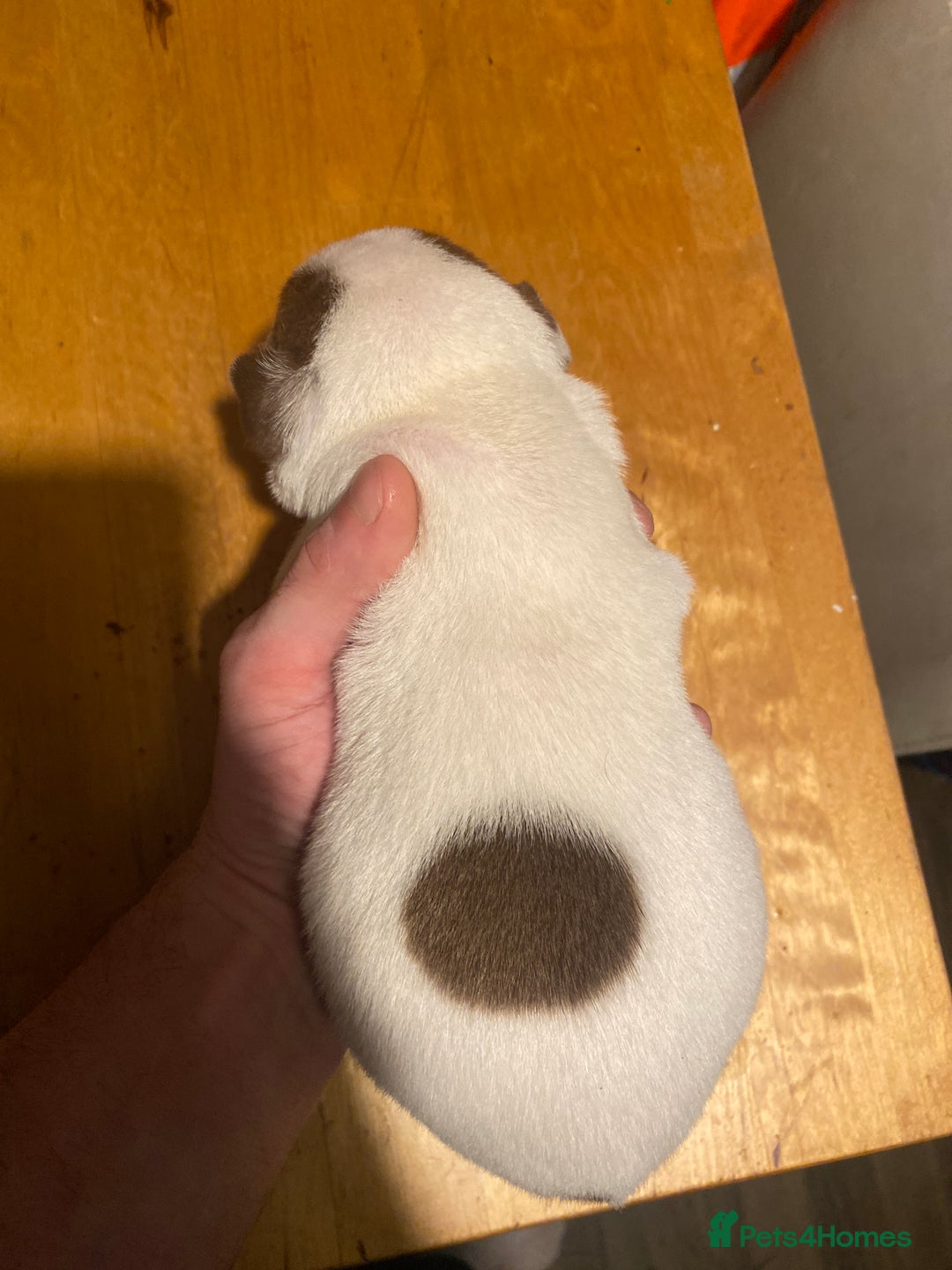 Mixed Breed dogs for sale: I have five pups for sale - Advert 2