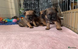 Border Terrier dogs for sale: Border Terriers - Image 3
