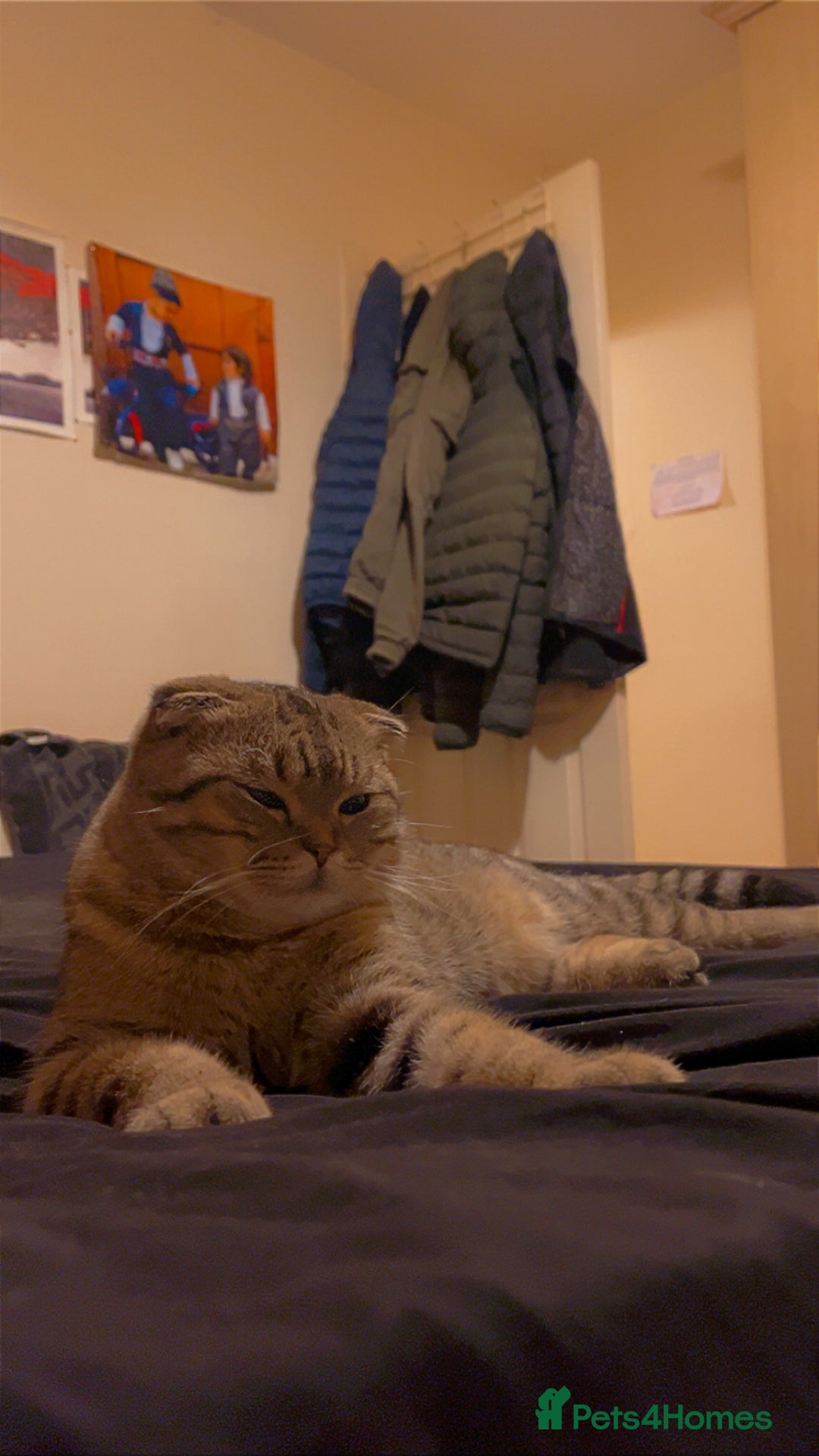 Scottish Fold cats for sale: Scottish fold male - Advert 3