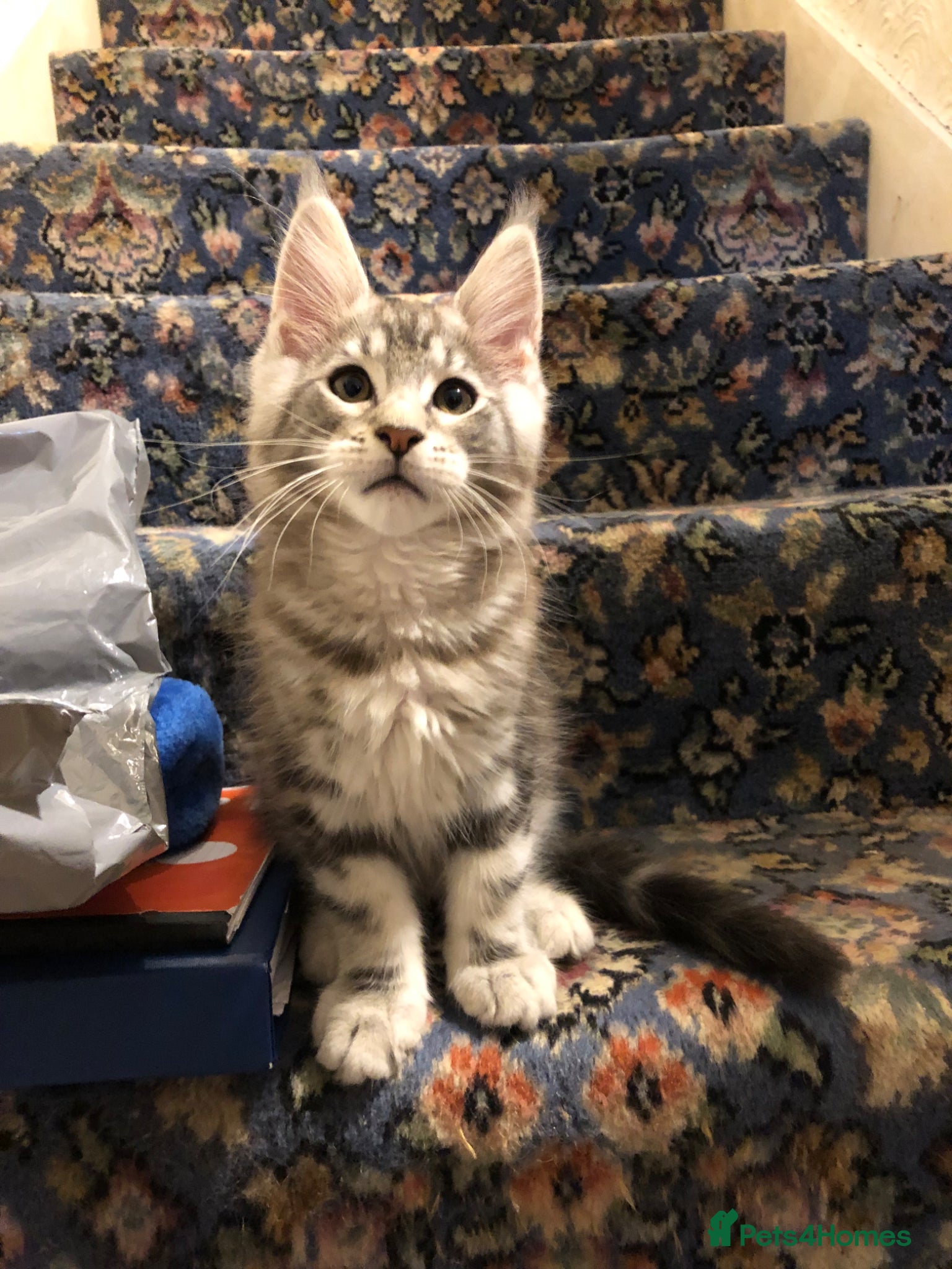 Maine Coon cats Mainecoon kittens 11 weeks old ready to leave - Advert 16