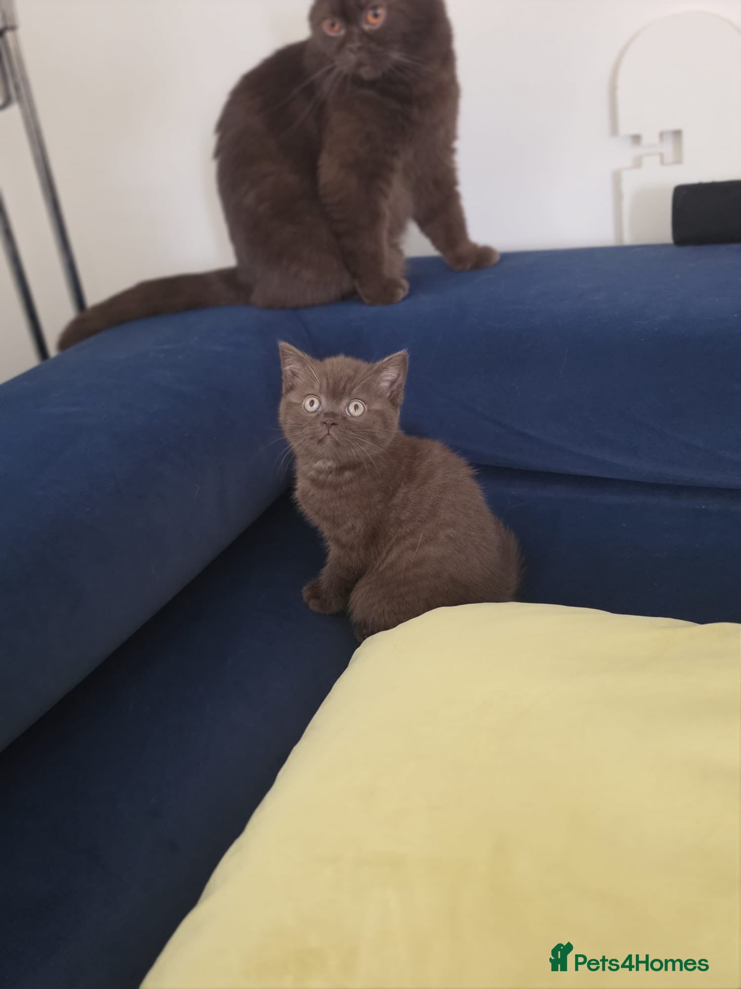 British Shorthair cats ⭐️🇬🇧🍫chocolate girl , ready soon, GCCF REG  - Advert 5