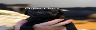 Green Boy