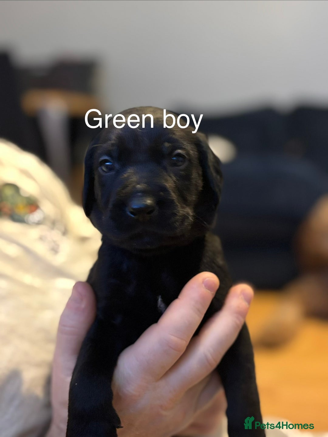 Mixed Breed dogs for sale: Beautiful Labrador crosses - Advert 3