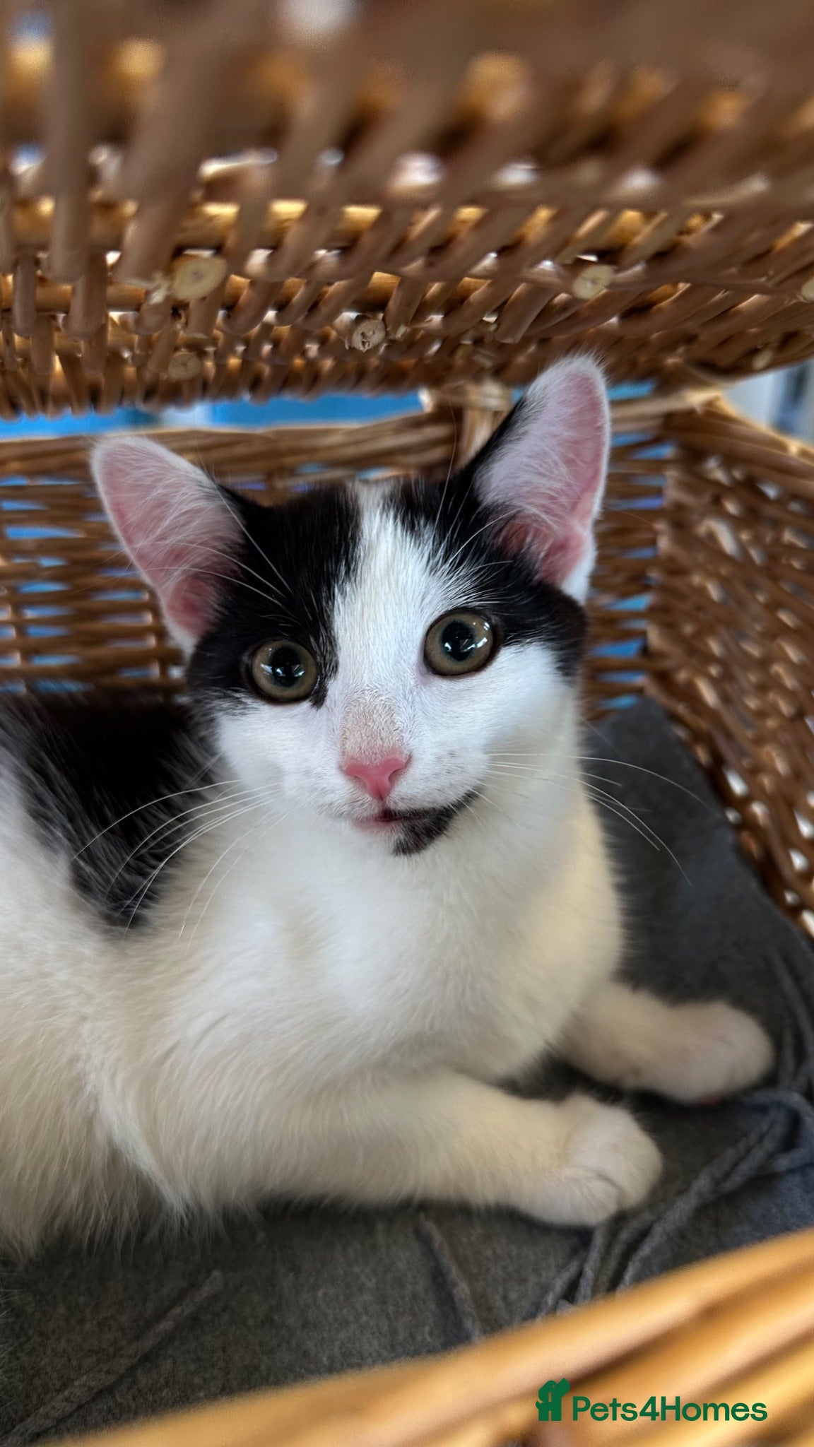 Mixed Breed cats Rehoming little girl - Advert 1
