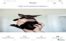 Oriental cats for sale: Stunning beautiful Oriental kitten BOY - Image 9