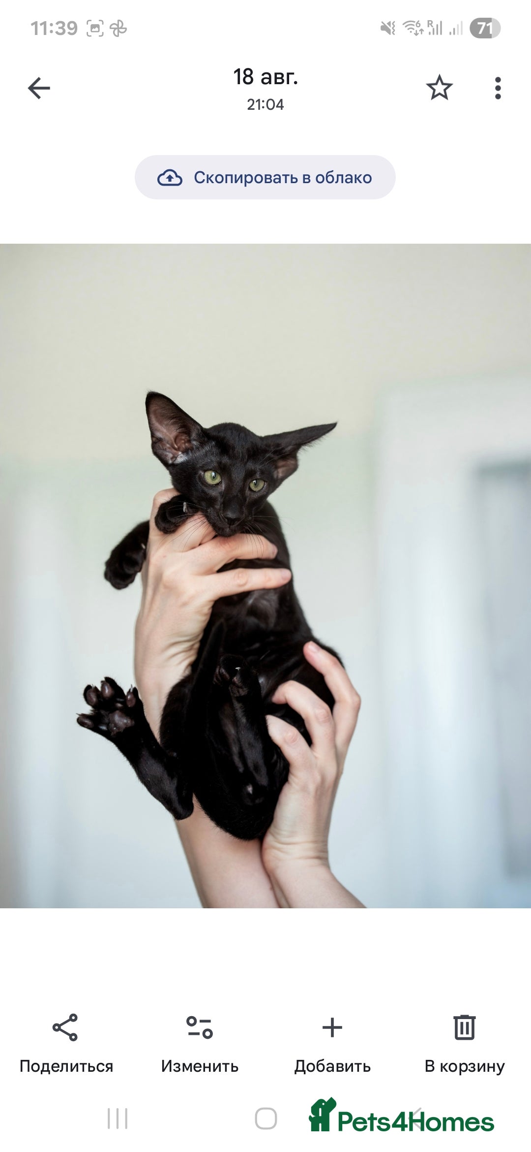 Oriental cats for sale: Stunning beautiful Oriental kitten BOY - Image 9
