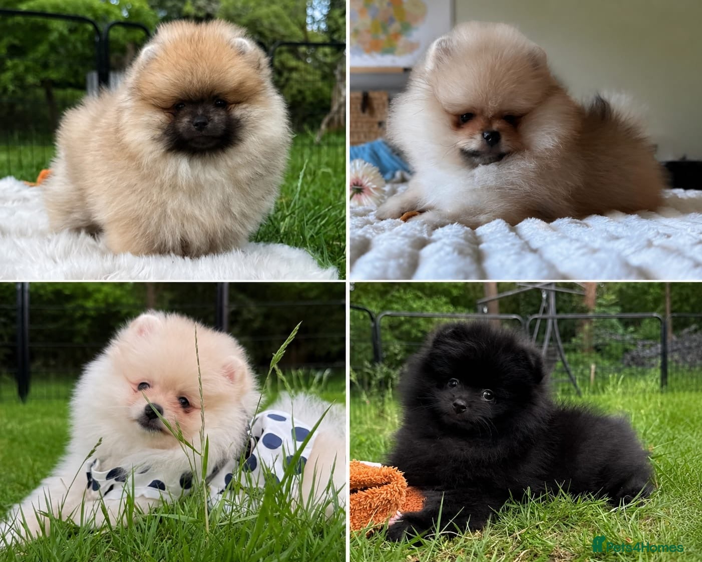 Pomeranian dogs  Rare colour Russian line Teddy Bear Pom Puppies ✨ - Advert 2