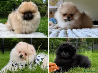Pomeranian dogs Rare colour Russian line Teddy Bear Pom Puppies ✨ - Advert 1