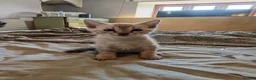 Bengal cats for sale: Tempest Bengal TICA registered kittens  - Advert 2