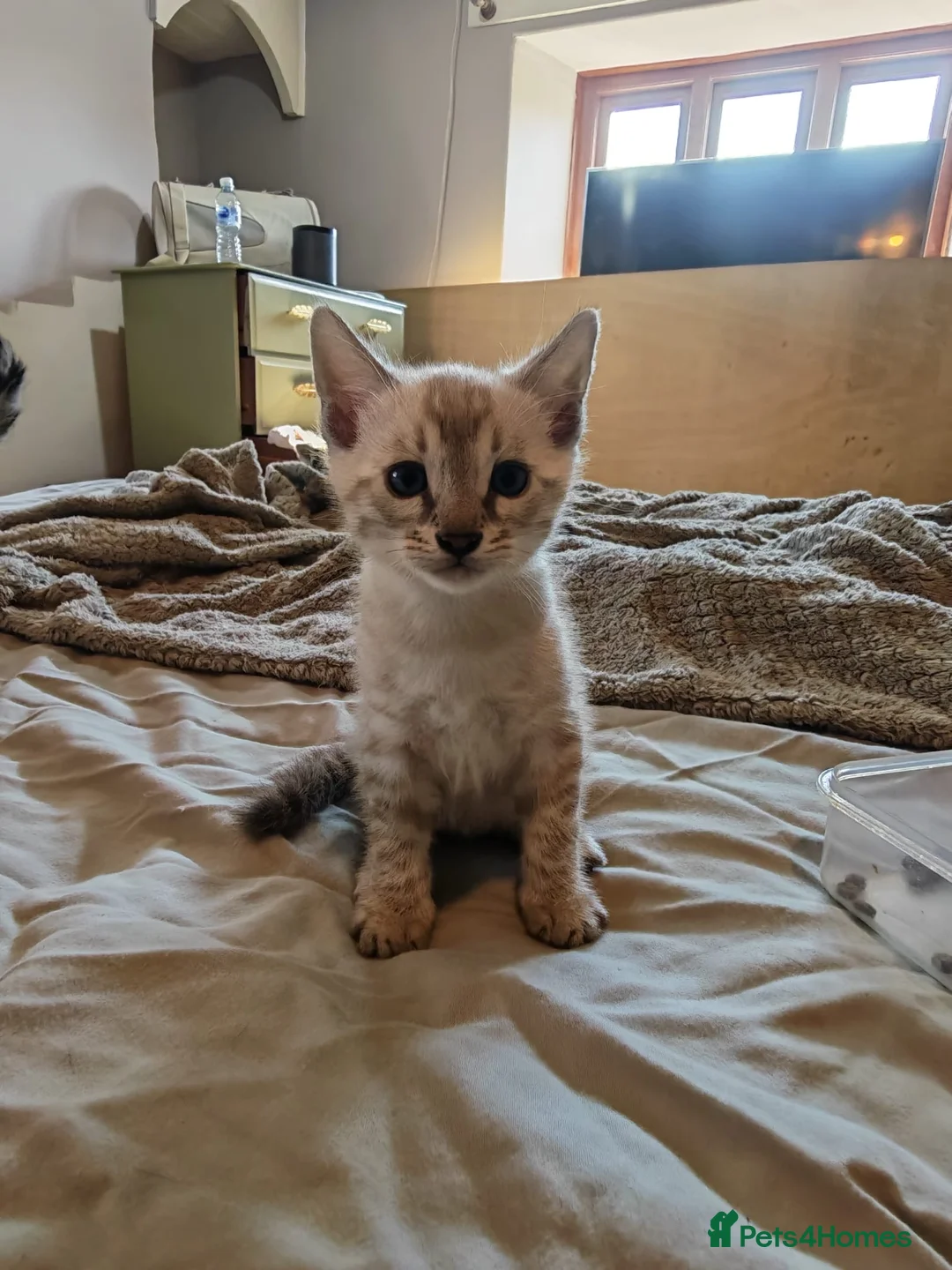 Bengal cats for sale: Tempest Bengal TICA registered kittens  - Advert 2