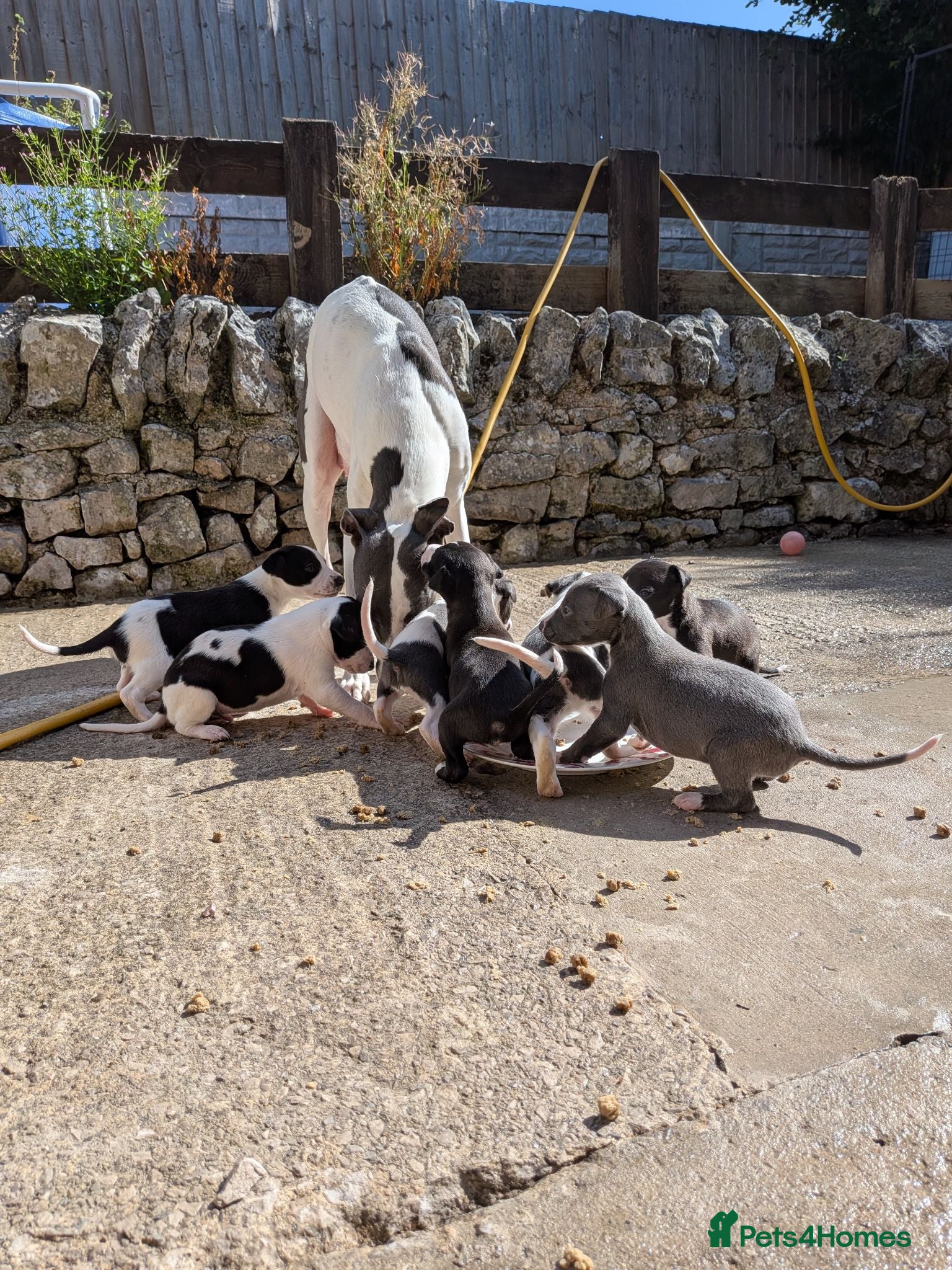 Whippet dogs KC Whippet Puppies Due – Pets & Working Homes - Advert 7