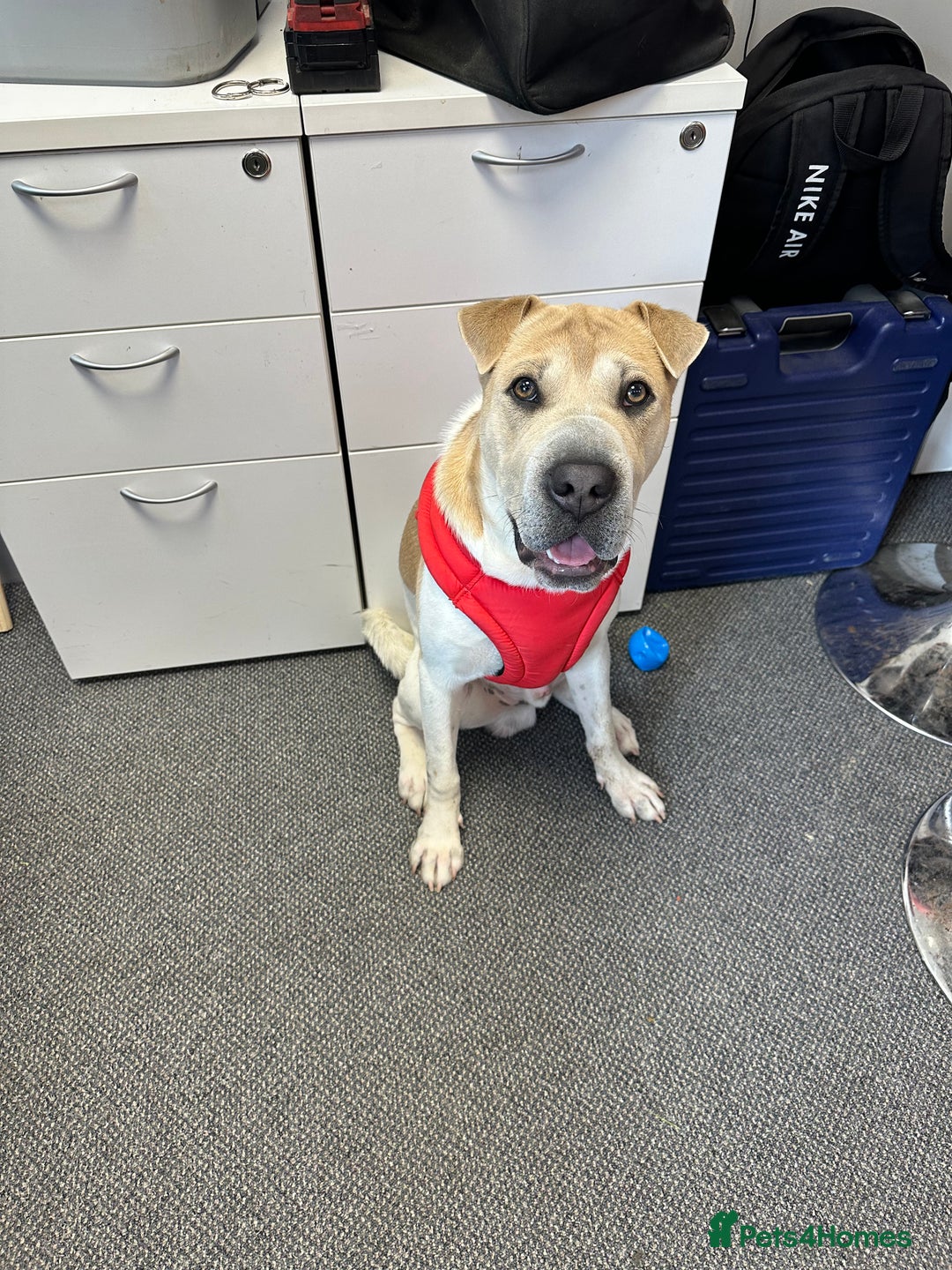 Mixed Breed dogs for sale: Shar-Pei X staffy pup - Image 1