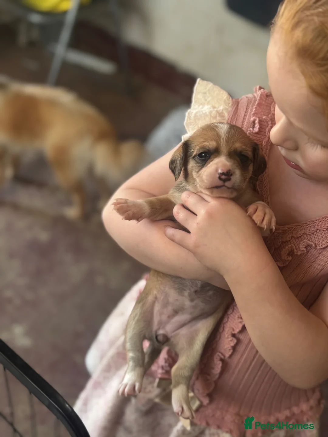Mixed Breed dogs for sale: Miniature dachshund X puppies  - Advert 2