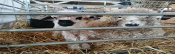 Sheep livestock for sale: In need of a loving home! - Advert 1