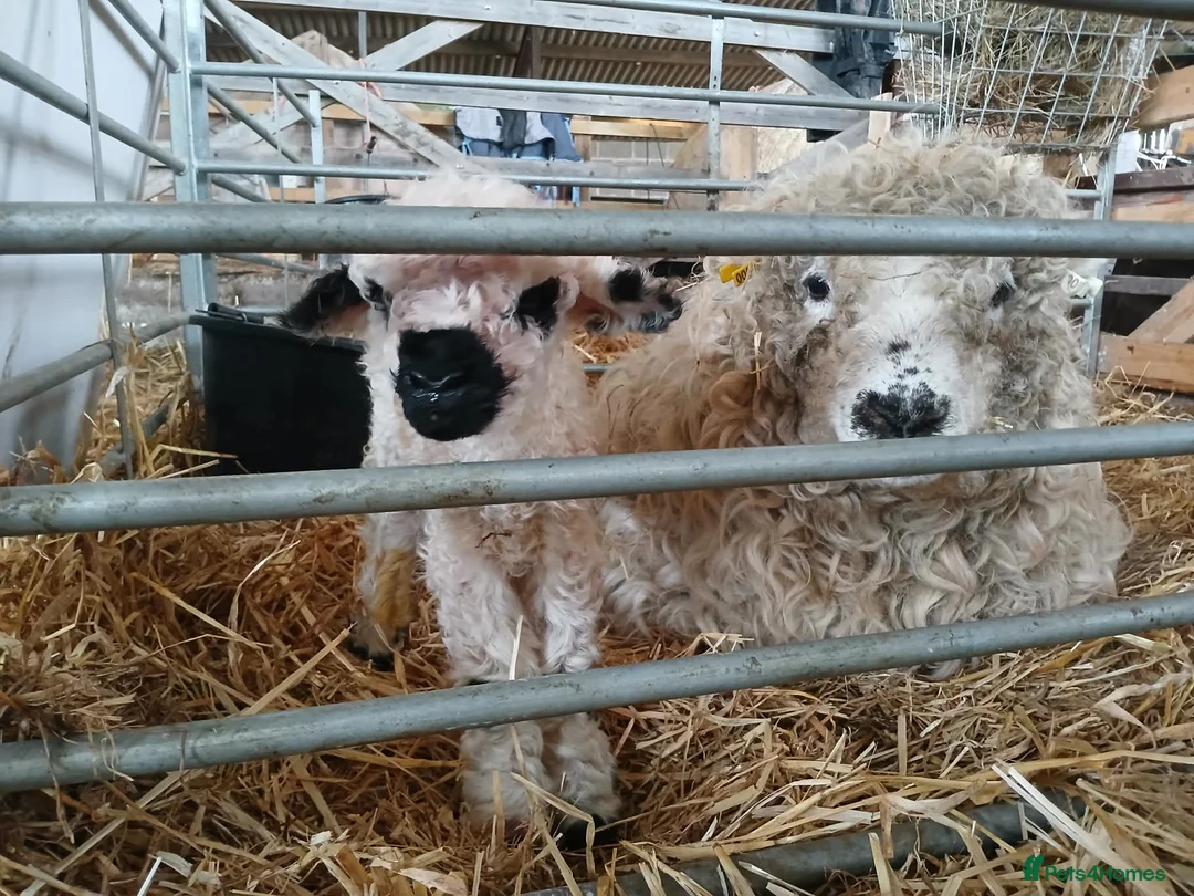 Sheep livestock for sale: In need of a loving home! - Advert 1