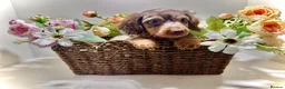 Miniature Dachshund dogs for sale: 🤎Quality miniature longhair dachshunds🤎  - Advert 3