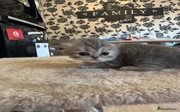 Persian cats for sale: 2 stunning pure pedigree Persian chinchilla kitten - Image 15