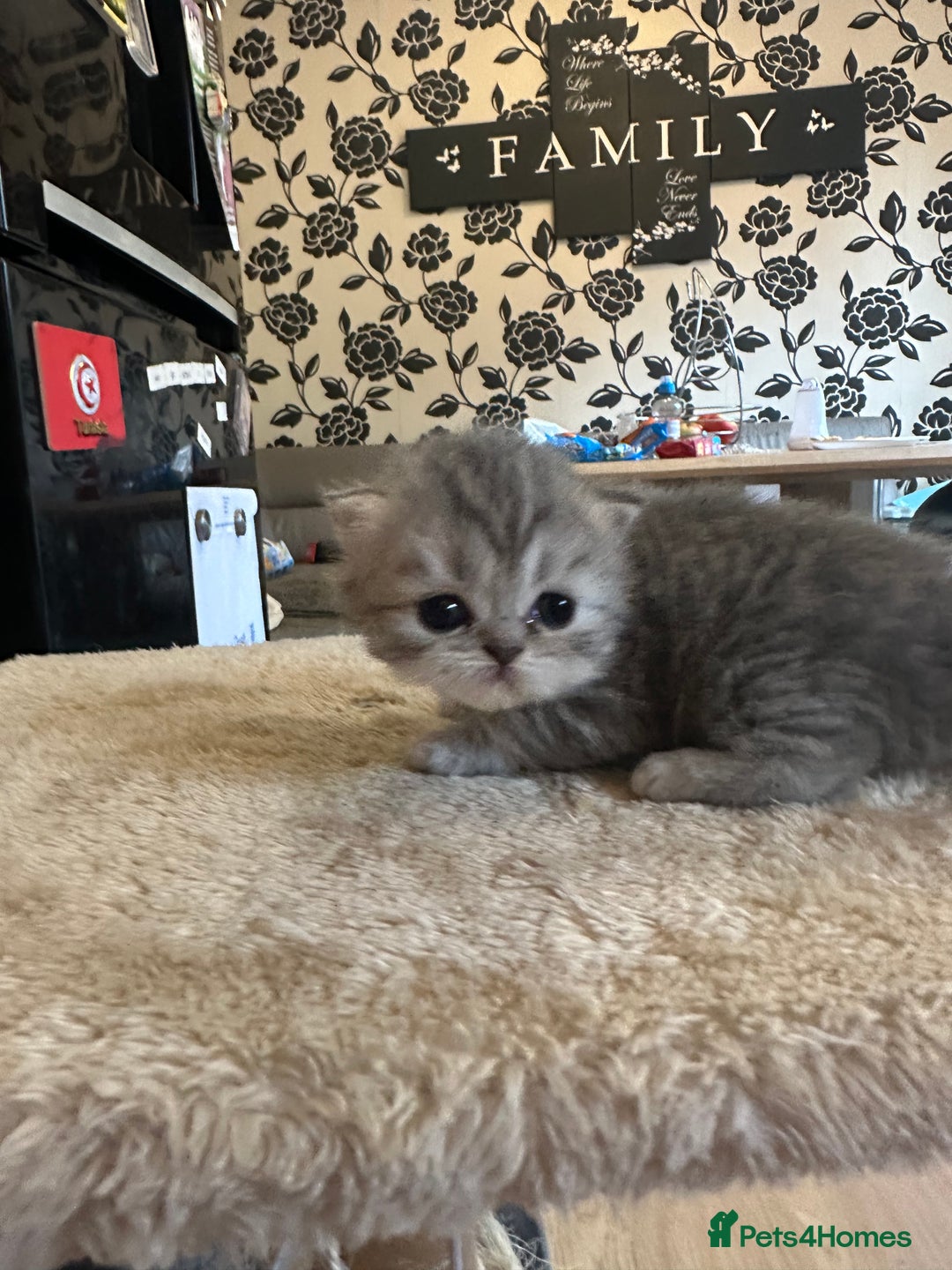 Persian cats for sale: 2 stunning pure pedigree Persian chinchilla kitten - Image 15