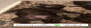 Cockapoo 1