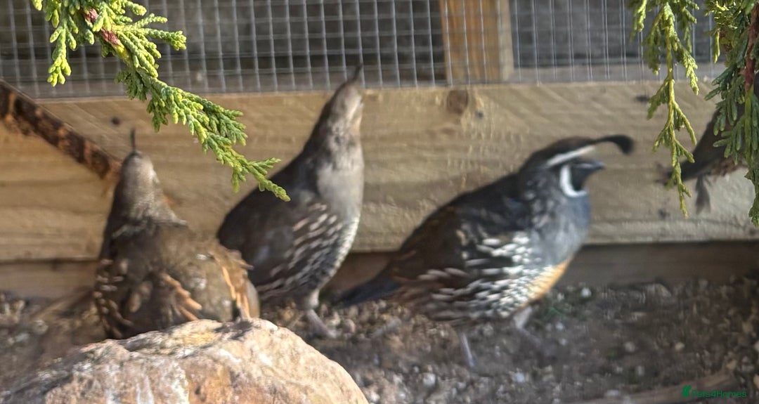 Quail poultry for sale: 2025 pairs of Californian quail, full colour x8 - Image 2
