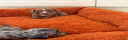 Dachshund dogs for sale: Miniature dachshund - Advert 5