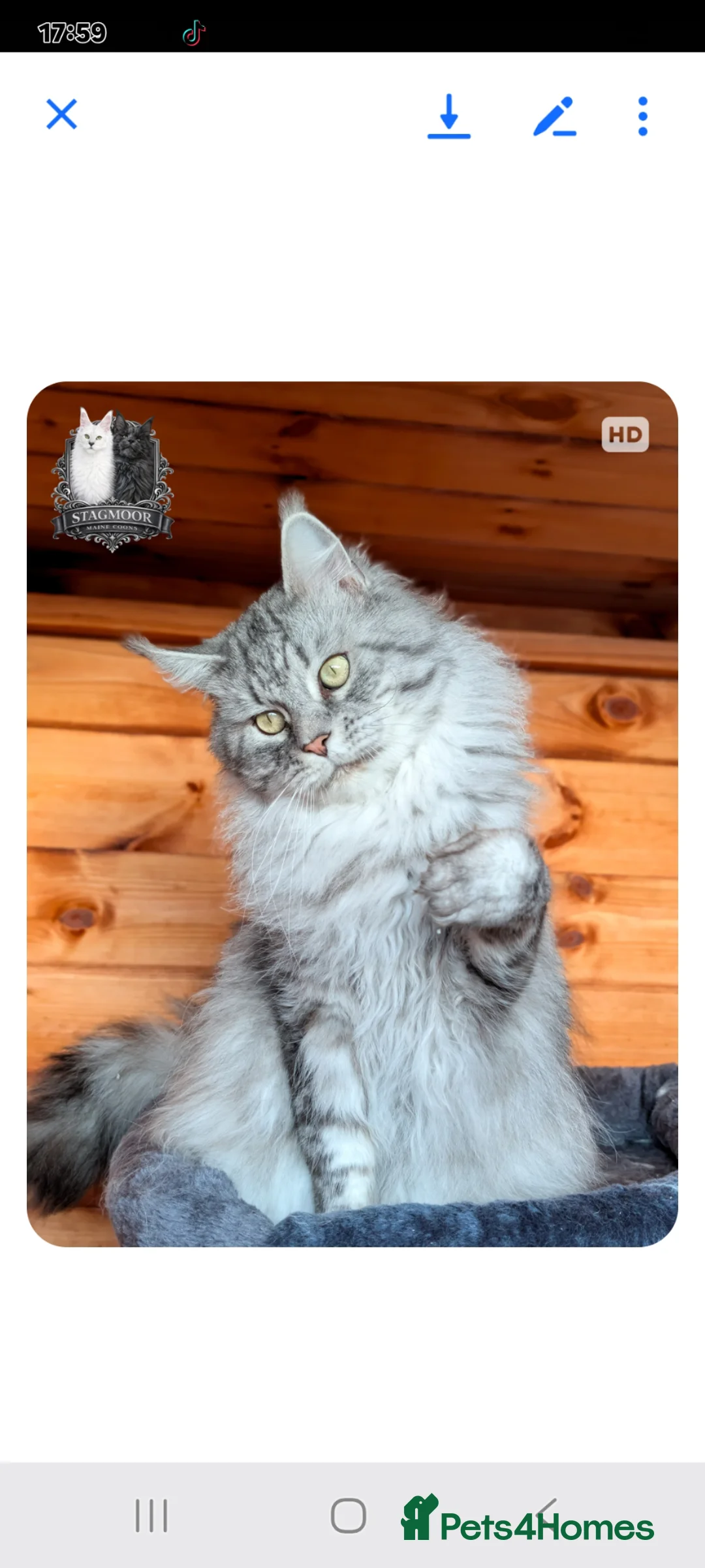 Maine Coon cats for sale: GCCF black silver and silver torbies - Advert 2