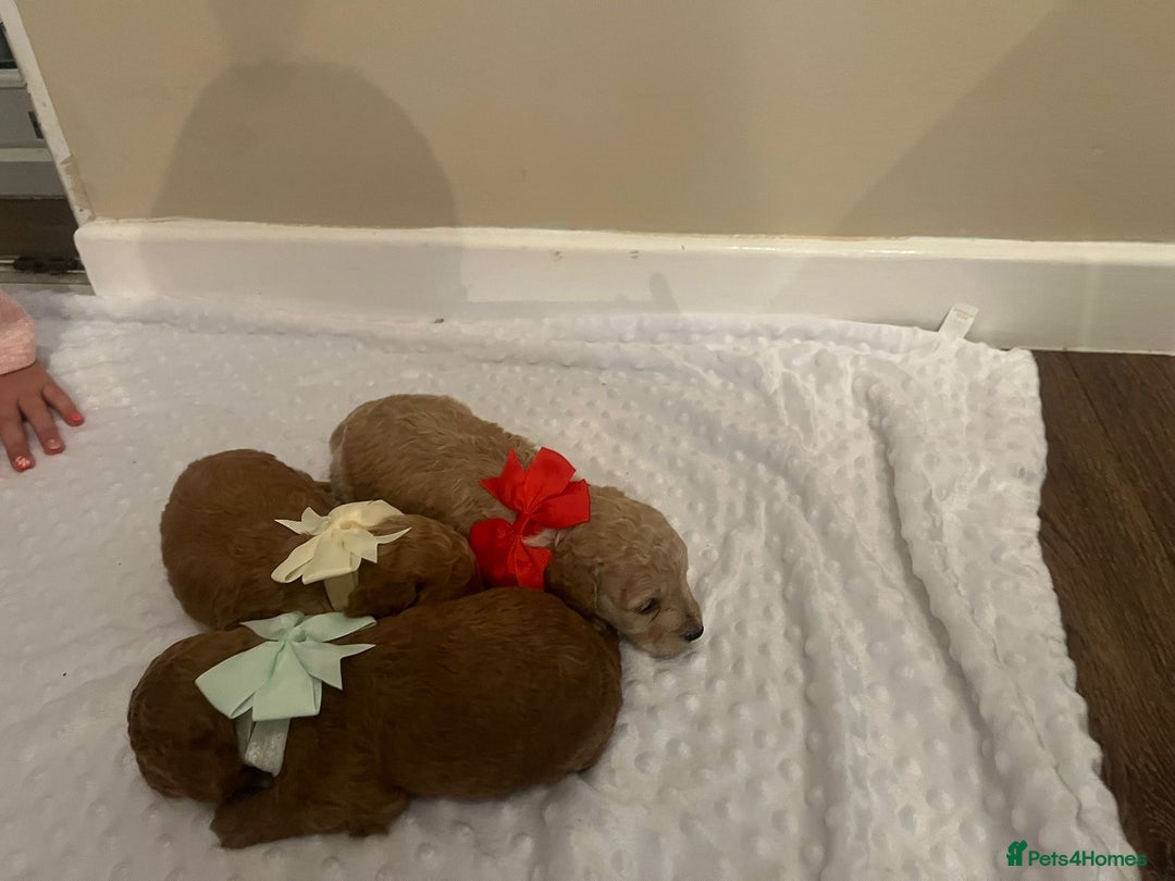 Cockapoo dogs for sale: Cocapoos f1  - Image 11