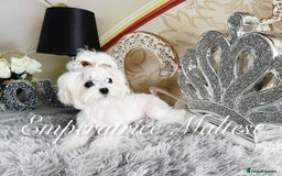 Maltese dogs for sale: Tiny KC Reg. Korean Line Maltese- by Emperatrice - Image 20