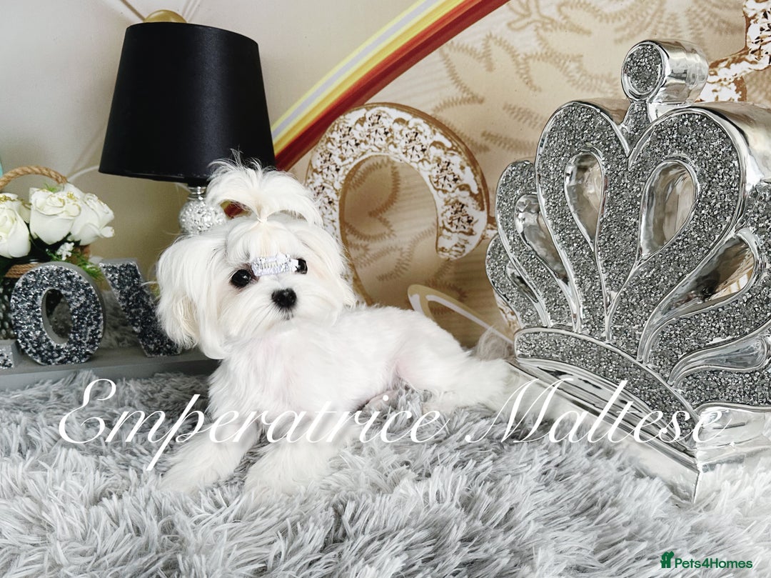 Maltese dogs for sale: Tiny KC Reg. Korean Line Maltese- by Emperatrice - Image 20