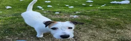 Mixed Breed dogs for sale: Jack russell/parson russell for sale in Cumnock - Advert 4