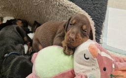 Dobermann dogs for sale: 3 Male Top Line Dobermans - Image 16