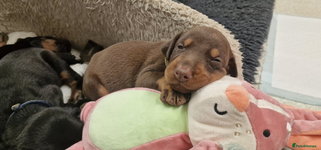 Dobermann dogs for sale: 3 Male Top Line Dobermans - Image 16