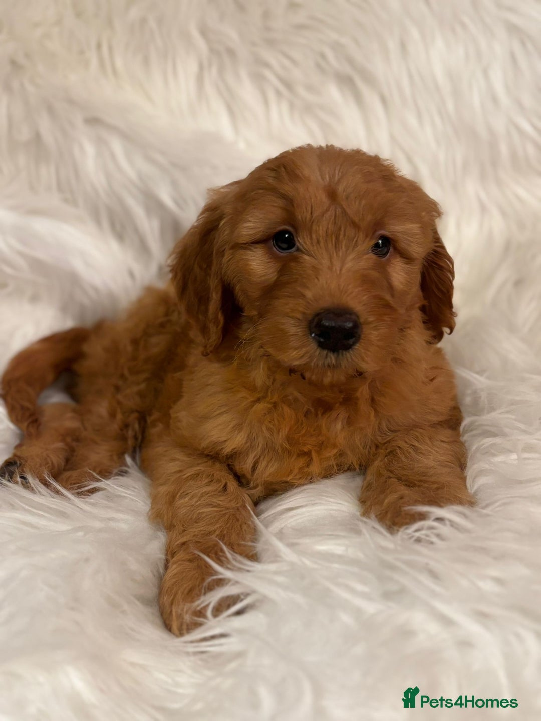Goldendoodle dogs for sale: Golden doodle deep red cuddly chunky puppies  - Advert 10