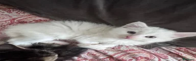 Siberian 1