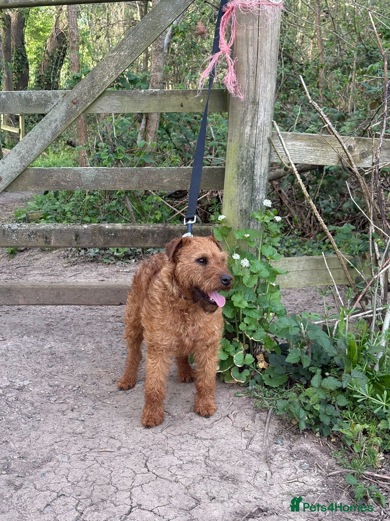 Lakeland Terrier dogs Handsome lakeland terrier - Advert 1
