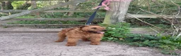 Lakeland Terrier dogs for sale: Handsome lakeland terrier - Advert 1