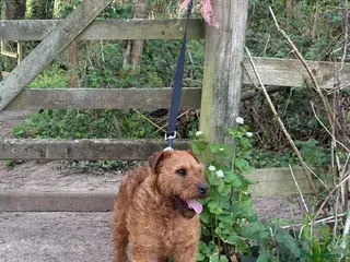 Lakeland Terrier dogs Handsome lakeland terrier - Advert 1