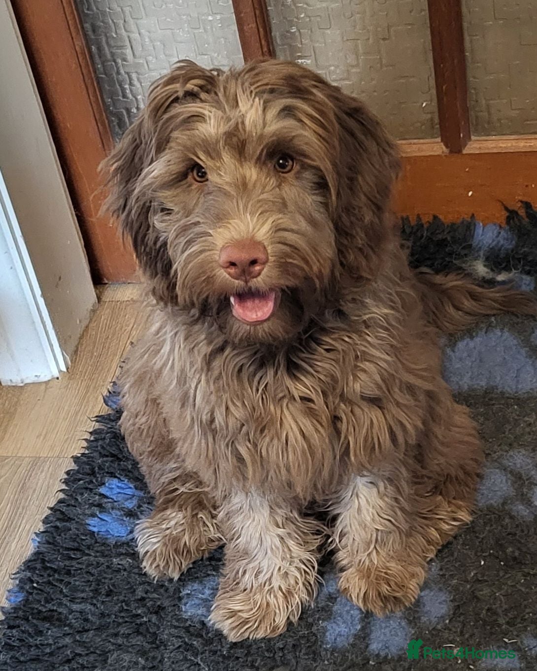 Mixed Breed dogs Beautiful Mini Australian Labradoodle  - Advert 10
