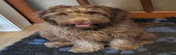 Mixed Breed dogs for sale: Beautiful Mini Australian Labradoodle  - Advert 4