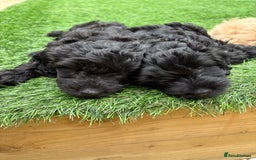Mixed Breed dogs for sale: Cockapoo x Maltipoo  - Image 3