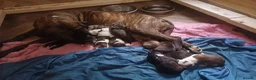 Mixed Breed dogs for sale: Staffy cross male puppy in Bradford - Advert 2