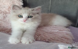 Ragdoll cats for sale: Reduced RARE Brown/mink Green-eyed Ragdoll kittens - Image 26