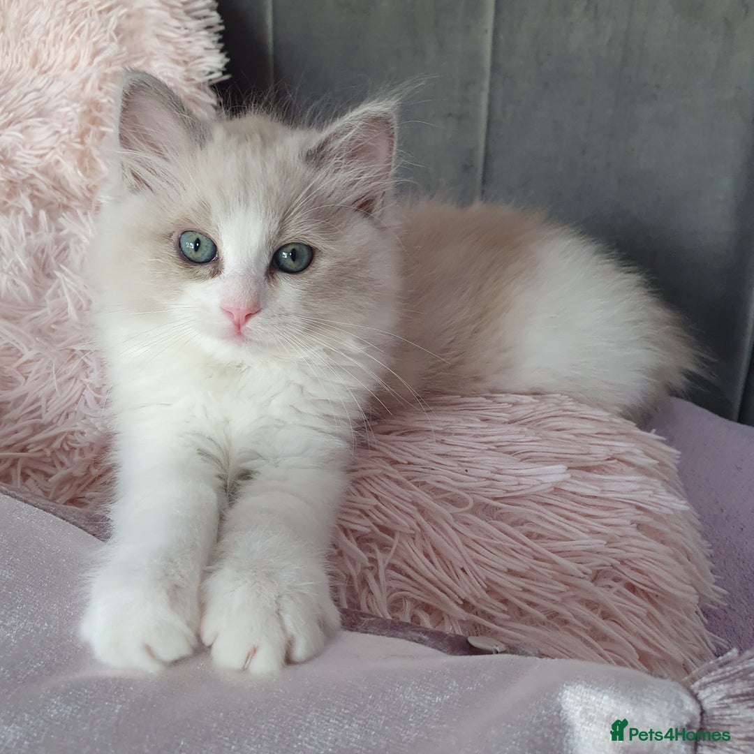 Ragdoll cats for sale: Reduced RARE Brown/mink Green-eyed Ragdoll kittens - Image 26