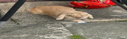 Mini Lop rabbits for sale: Teddy in Wednesbury - Advert 1