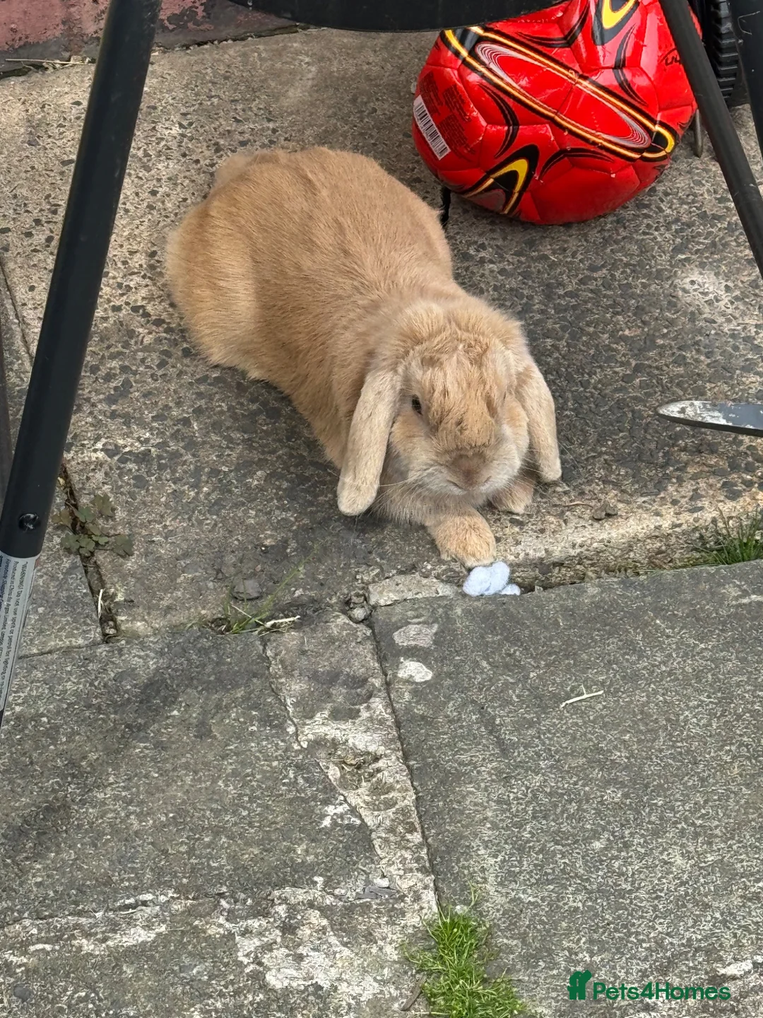 Mini Lop rabbits for sale: Teddy in Wednesbury - Advert 1