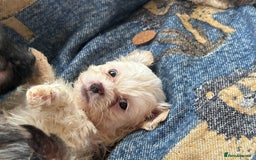 Mixed Breed dogs for sale: Hypoallergenic teddy puppies  in Lincoln - Image 2