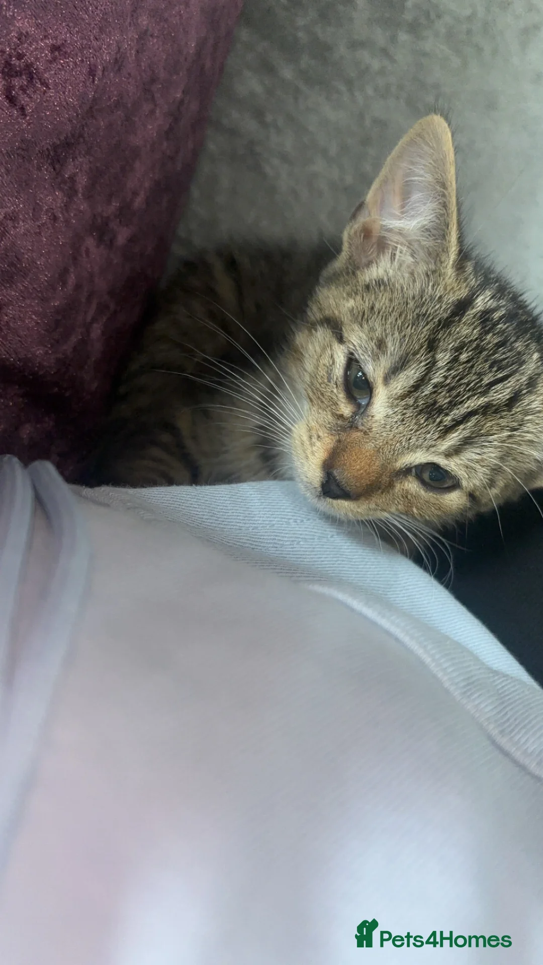 Domestic Shorthair cats for sale: kitten ready to be re-homed - Advert 4