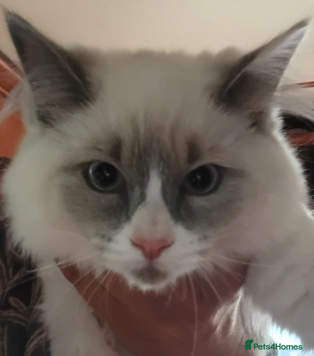 Ragdoll cats for sale: 2 Bio female ragdoll kittens ready now. - Advert 13