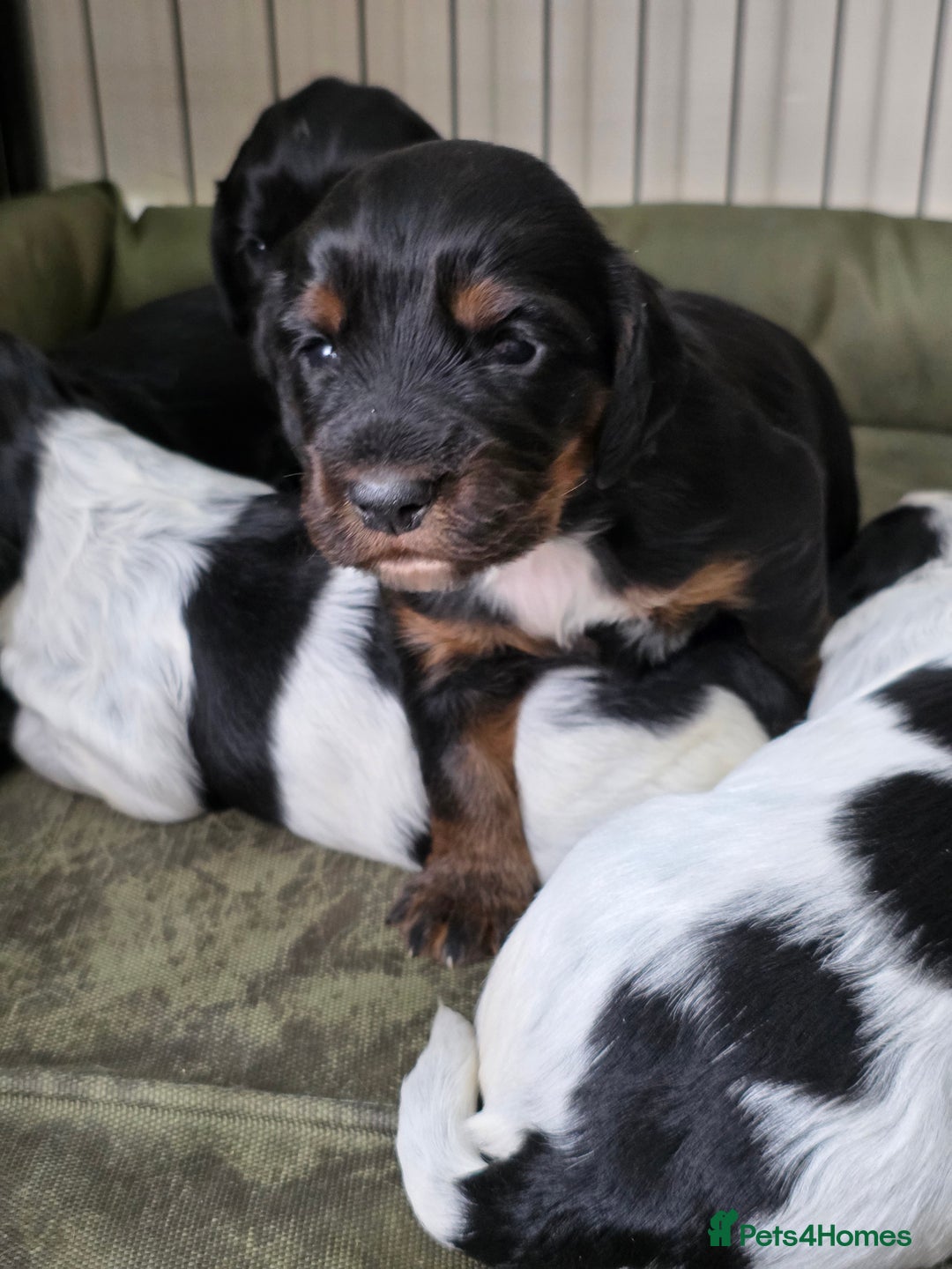 Cocker Spaniel dogs for sale: Working cocker spaniel puppies  - Advert 7